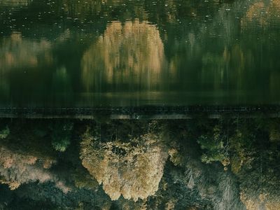 A view of a calm natural landscape like a still lake or forest.